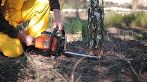 Best Commercial Tree Services  in Murphysboro, IL